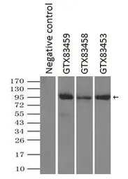 Anti-TYRO3 antibody [9B12] used in Immunoprecipitation (IP). GTX83453