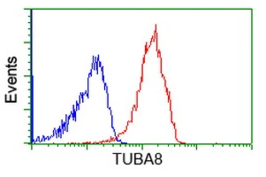 Anti-alpha Tubulin 8 antibody [2C2] used in Flow cytometry (FCM). GTX83461