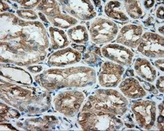 Anti-alpha Tubulin 8 antibody [2G6] used in IHC (Paraffin sections) (IHC-P). GTX83462