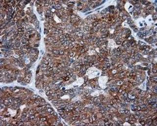 Anti-alpha Tubulin 8 antibody [3E10] used in IHC (Paraffin sections) (IHC-P). GTX83463
