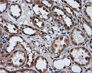 Anti-alpha Tubulin 8 antibody [3E10] used in IHC (Paraffin sections) (IHC-P). GTX83463