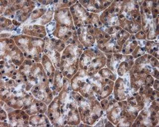 Anti-alpha Tubulin 8 antibody [3E10] used in IHC (Paraffin sections) (IHC-P). GTX83463