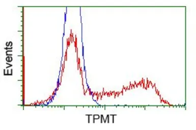 Anti-TPMT antibody [4C1] used in Flow cytometry (FCM). GTX83497