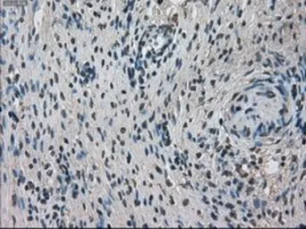Anti-TMEM100 antibody [1F8] used in IHC (Paraffin sections) (IHC-P). GTX83507