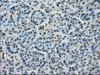 Anti-TMEM100 antibody [1F8] used in IHC (Paraffin sections) (IHC-P). GTX83507