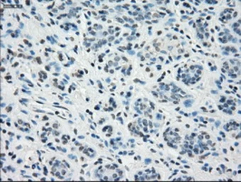 Anti-STAT1 antibody [4H9] used in IHC (Paraffin sections) (IHC-P). GTX83552