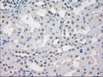 Anti-STAT1 antibody [4H9] used in IHC (Paraffin sections) (IHC-P). GTX83552