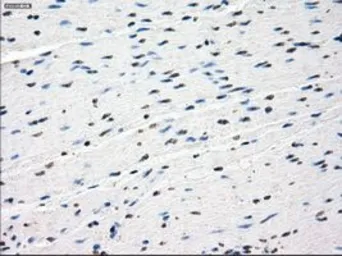 Anti-SSX2 antibody [4A11] used in IHC (Paraffin sections) (IHC-P). GTX83554