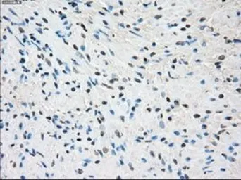 Anti-SSX2 antibody [4A11] used in IHC (Paraffin sections) (IHC-P). GTX83554