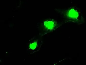 Anti-SSX2 antibody [4D10] used in Immunocytochemistry/ Immunofluorescence (ICC/IF). GTX83555
