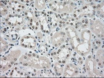 Anti-SSB antibody [9D6] used in IHC (Paraffin sections) (IHC-P). GTX83557