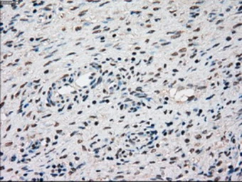 Anti-SSB antibody [9D6] used in IHC (Paraffin sections) (IHC-P). GTX83557