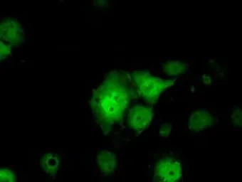 Anti-Serine racemase antibody [9E8] used in Immunocytochemistry/ Immunofluorescence (ICC/IF). GTX83567