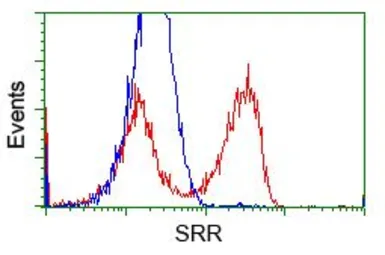 Anti-Serine racemase antibody [7E8] used in Flow cytometry (FCM). GTX83568