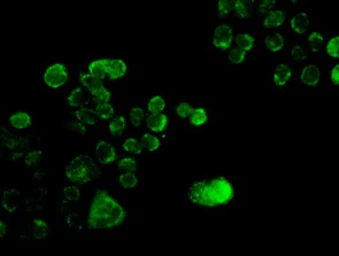 Anti-SOX17 antibody [3B10] used in Immunocytochemistry/ Immunofluorescence (ICC/IF). GTX83580