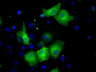 Anti-Sorbitol Dehydrogenase antibody [1D5] used in Immunocytochemistry/ Immunofluorescence (ICC/IF). GTX83588