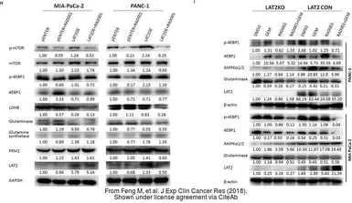 Anti-SLC7A8 antibody [5A9] used in Western Blot (WB). GTX83618