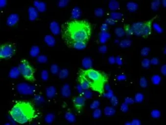 Anti-Shh antibody [10H6] used in Immunocytochemistry/ Immunofluorescence (ICC/IF). GTX83651