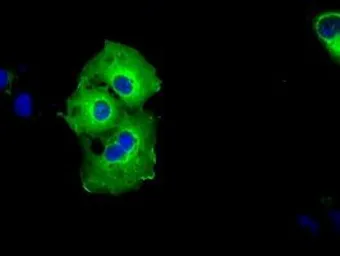 Anti-SHC1 antibody [1D3] used in Immunocytochemistry/ Immunofluorescence (ICC/IF). GTX83655