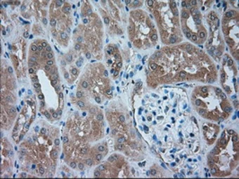 Anti-alpha 1 Antitrypsin antibody [11G2] used in IHC (Paraffin sections) (IHC-P). GTX83663