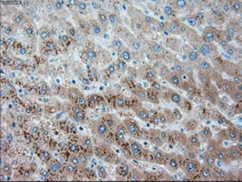 Anti-alpha 1 Antitrypsin antibody [9A1] used in IHC (Paraffin sections) (IHC-P). GTX83666