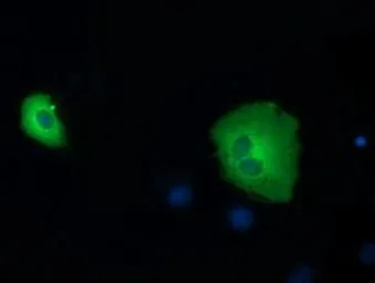 Anti-SDR9C7 antibody [7E11] used in Immunocytochemistry/ Immunofluorescence (ICC/IF). GTX83669