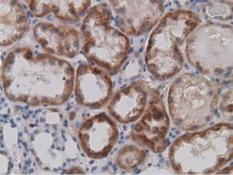 Anti-SDR9C7 antibody [4B5] used in IHC (Paraffin sections) (IHC-P). GTX83671