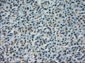 Anti-SCYL3 antibody [4F10] used in IHC (Paraffin sections) (IHC-P). GTX83676