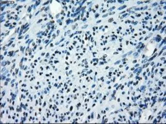 Anti-SATB1 antibody [10G2] used in IHC (Paraffin sections) (IHC-P). GTX83684