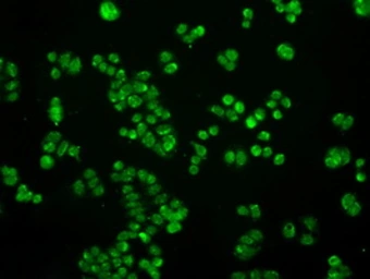 Anti-SATB1 antibody [10G2] used in Immunocytochemistry/ Immunofluorescence (ICC/IF). GTX83684