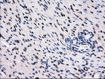Anti-RPA32 antibody [8B3] used in IHC (Paraffin sections) (IHC-P). GTX83688