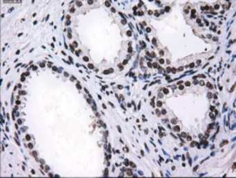 Anti-RPA32 antibody [7C12] used in IHC (Paraffin sections) (IHC-P). GTX83695