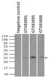 Anti-RPA32 antibody [7C12] used in Immunoprecipitation (IP). GTX83695