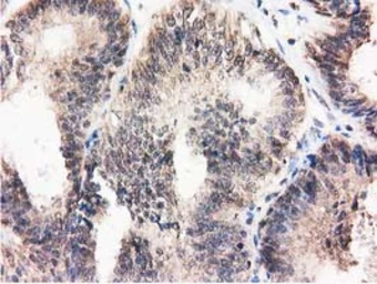 Anti-Ribonuclease Inhibitor antibody [3F11] used in IHC (Paraffin sections) (IHC-P). GTX83696
