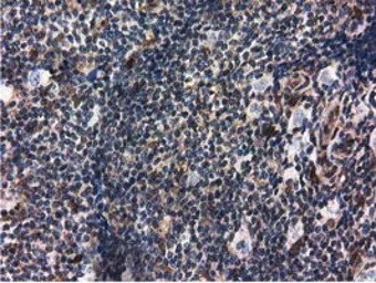 Anti-Ribonuclease Inhibitor antibody [3F11] used in IHC (Paraffin sections) (IHC-P). GTX83696