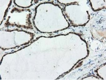 Anti-Ribonuclease Inhibitor antibody [3F11] used in IHC (Paraffin sections) (IHC-P). GTX83696