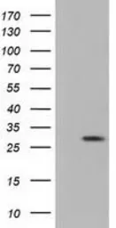 Anti-RND1 antibody [4F12] used in Western Blot (WB). GTX83709