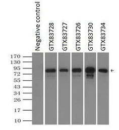 Anti-RALBP1 antibody [1H9] used in Immunoprecipitation (IP). GTX83727