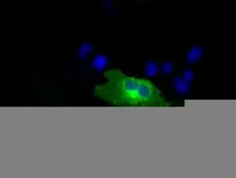 Anti-RALBP1 antibody [11B2] used in Immunocytochemistry/ Immunofluorescence (ICC/IF). GTX83728