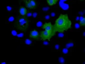 Anti-RALBP1 antibody [2A6] used in Immunocytochemistry/ Immunofluorescence (ICC/IF). GTX83734