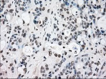 Anti-RAD9A antibody [7B11] used in IHC (Paraffin sections) (IHC-P). GTX83736