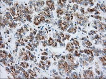 Anti-RAB17 antibody [4E7] used in IHC (Paraffin sections) (IHC-P). GTX83739