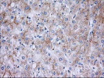 Anti-RAB17 antibody [4E7] used in IHC (Paraffin sections) (IHC-P). GTX83739