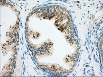 Anti-RAB17 antibody [4E7] used in IHC (Paraffin sections) (IHC-P). GTX83739