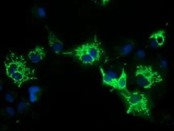 Anti-PYCR2 antibody [4A10] used in Immunocytochemistry/ Immunofluorescence (ICC/IF). GTX83752
