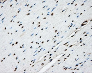 Anti-PTPRE antibody [3D4] used in IHC (Paraffin sections) (IHC-P). GTX83767