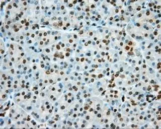 Anti-PRKG1 antibody [9G4] used in IHC (Paraffin sections) (IHC-P). GTX83811