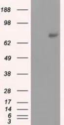 Anti-PRKG1 antibody [9G4] used in Western Blot (WB). GTX83811