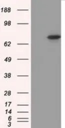 Anti-PRKG1 antibody [9A4] used in Western Blot (WB). GTX83812
