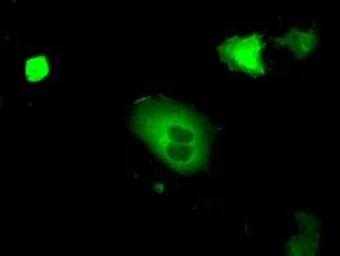 Anti-PRKG1 antibody [9A4] used in Immunocytochemistry/ Immunofluorescence (ICC/IF). GTX83812